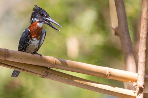Giant Kingfisher, (Megaceryle maxima), Kingfisher