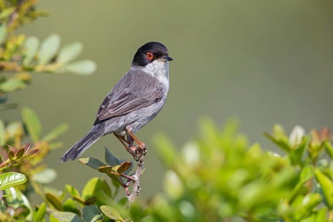 Velvet-headed warbler, (Sylvia melanocephala), warbler family, biotope, habitat, perch, foraging,