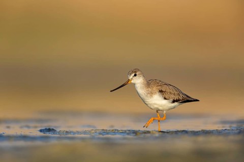 Terek sandpiper, (Xenus cinereus), animal, animals, bird, birds, snipe family, snipe, biotope,