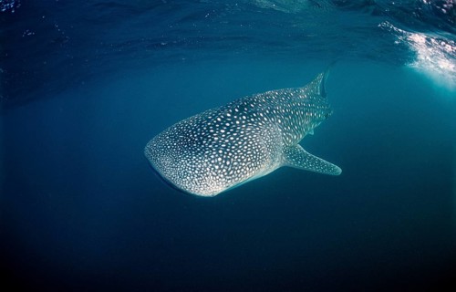 Whale shark, Rhincodon thypus, Mauritius, Africa, Indian Ocean, Africa