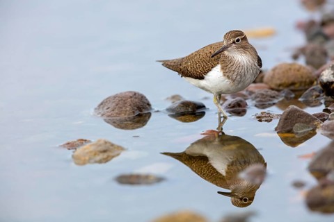 Common sandpiper, sandpiper (Actitis hypoleuco), biotope, habitat, foraging, Lesvos, Greece, Europe
