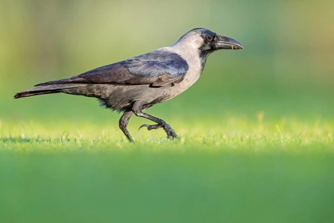 Glossy crow, (Corvus splendens), omnivore, genus of ravens and crows, corvids, Al Qurm Park,