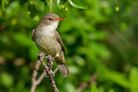 Olive warbler, (Hippolais olivetorum), animal, animals, bird, birds, biotope, habitat, perch,
