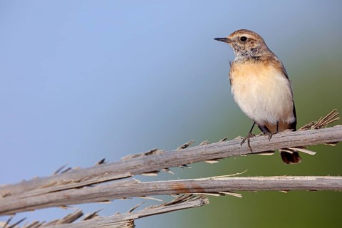 Pied Wheatear, Oenanthe pleschanka, Traquet pie, Collalba Pía Salalah, Muntasar oasis, Dhofar,