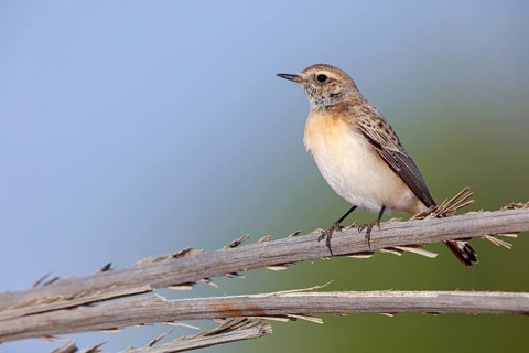 Pied Wheatear, Oenanthe pleschanka, Traquet pie, Collalba Pía Salalah, Muntasar oasis, Dhofar,