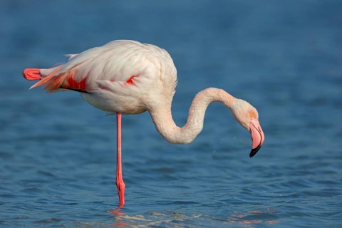 Pink flamingo, (Phoenicopterus ruber), Phoenicopterus roseus, animals, birds, flamingo, biotope,