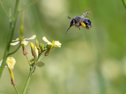 Bumblebee, (Bombus) insect, animals, insects, family of bees, flight photo, biotope, habitat,