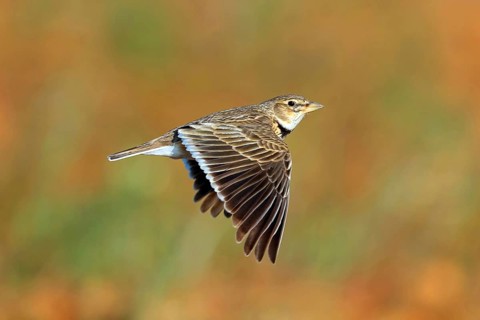 Calandra Lark, (Melanocorypha calandra), Lark, Skylark, Animals, Birds, Aerial view, Hides de El