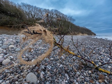 Branch from a tree with lichen on gravel on the beach on the steep coast to the Baltic Sea with the