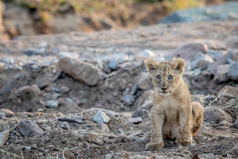 Lion cub sitting in a rocky riverbed in the Pilanesberg National Park, South Africa, Africa