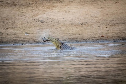 Crocodile eating an Impala in a dam in the Kruger National Park, South Africa, Africa