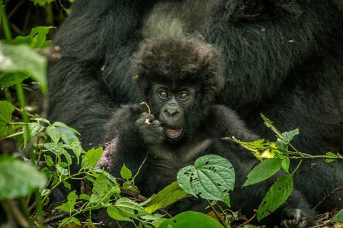 Baby Mountain gorilla laying with his mother in the leaves in the Virunga National Park, Democratic