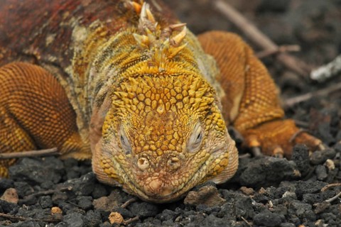Drusenkopf (Conolophus subcristatus)