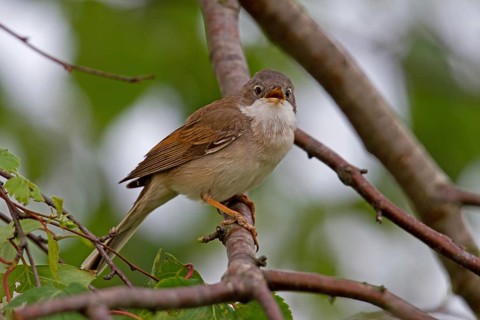 Common Whitethroat (Sylvia communis)
