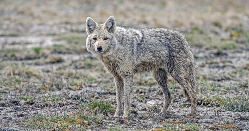 Coyote (Canis latrans)