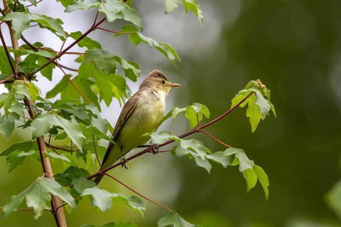 Yellow warbler (Hippolais icterina)
