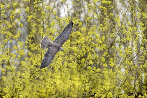 Lanner falcon in flight (Falco biarmicus)