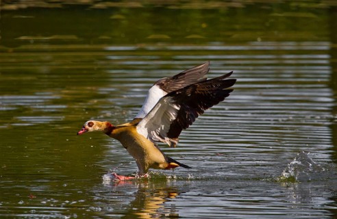 Full stop (Alopochen aegyptiacus)