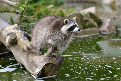 Raccoon (Procyon lotor)