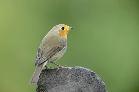 European robin (Erithacus rubecula)