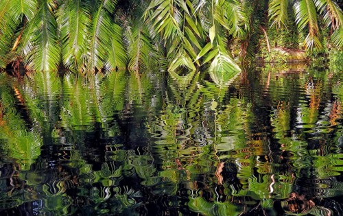 Palm fronds