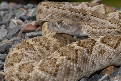 Texas rattlesnake (Crotalus atrox)