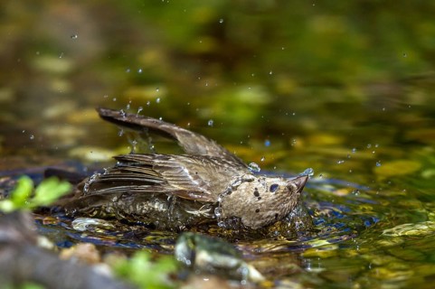Carmine Finch - grey male bathing (Carpodacus erythrinus)