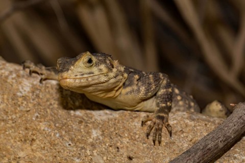 Hardun (Stellagama stellio)