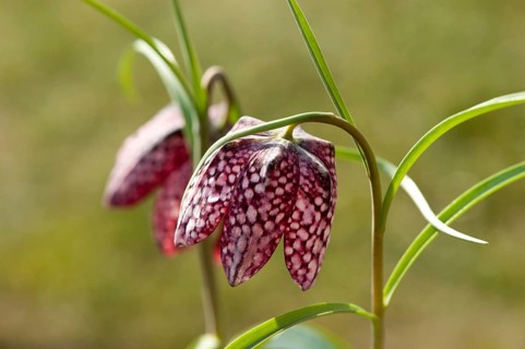 Snake's Head Fritillary (Fritillaria meleagris)