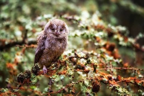 The Eurasian scops owl, Otus scops, European scops owl in forest