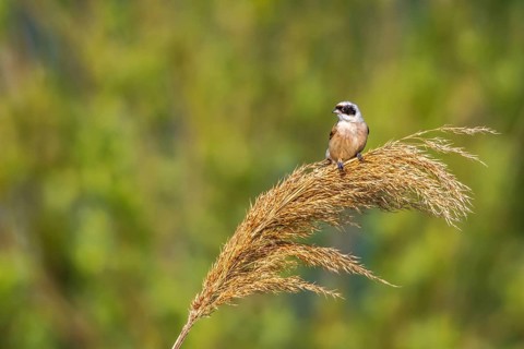 Penduline Tit (Remiz pendulinus)