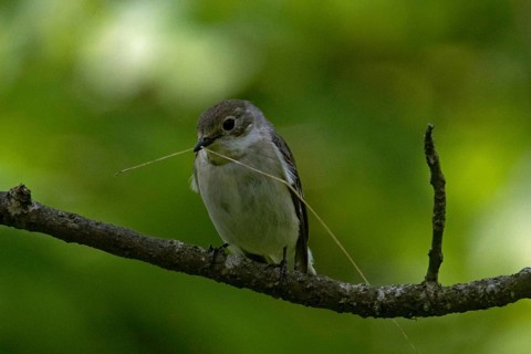 Collared Flycatcher (Ficedula albicollis)