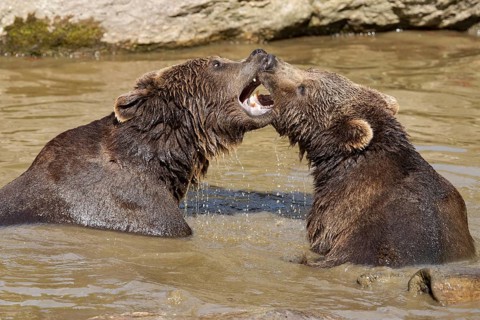 Brown bear (Ursus arctos)