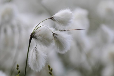 Cotton grass (Eriophorum)