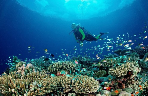 Hard coral reef and divers, Maldives, Indian Ocean, Meemu Atoll, Asia