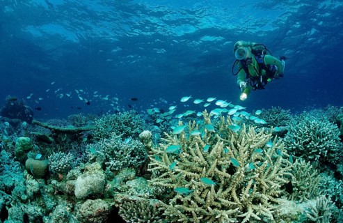 Diver and coral reef, Maldives, Indian Ocean, Meemu Atoll, Asia