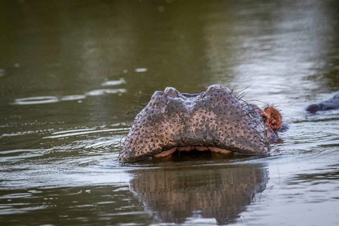 Hippo getting ready to yawn in the Kruger National Park, South Africa, Africa