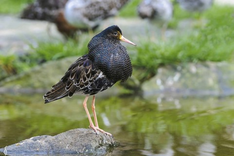 Male ruff (Philomachus pugnax)