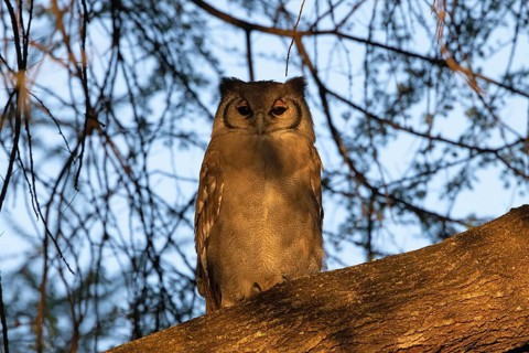 Milk eagle owl (Bubo lacteus)