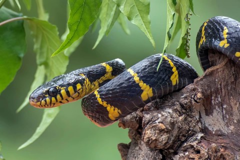 Boiga snake dendrophilia in defensive mode