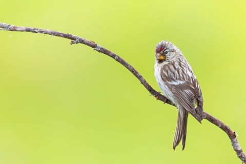 Redpoll, songbird, family of goldfinches, (Carduelis flammea), animals. Birds, Varanger Bird Park,