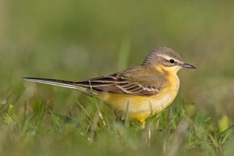 Blue-headed Yellow Wagtail, (Motacilla flava flava), Bergeronnette printanière, Lavandera Boyera,