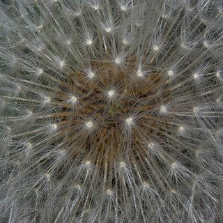Top view of a faded dandelion flower with its parasols