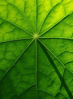 Leaf surface, structure of a nasturtium