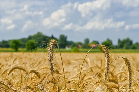 Harvest time