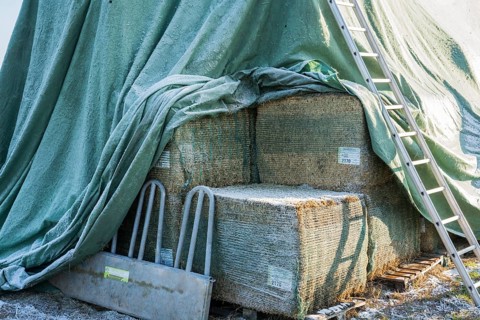 Silage covered with a tarpaulin