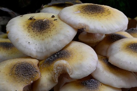 Yellow honey fungus (Armillaria mellea), Lower Franconia, Bavaria, Germany, Europe