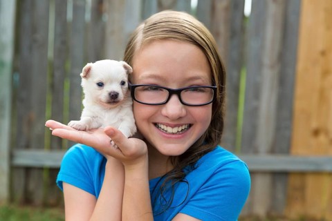 Kid girl with puppy pet chihuahua playing happy with doggy outdoor