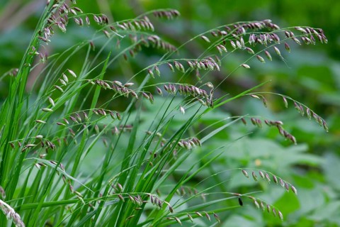 Mountain melick, Melica nutans
