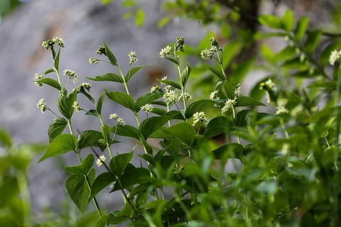 White swallow-wort, Vincetoxicum hirundinaria, White swallow-wort